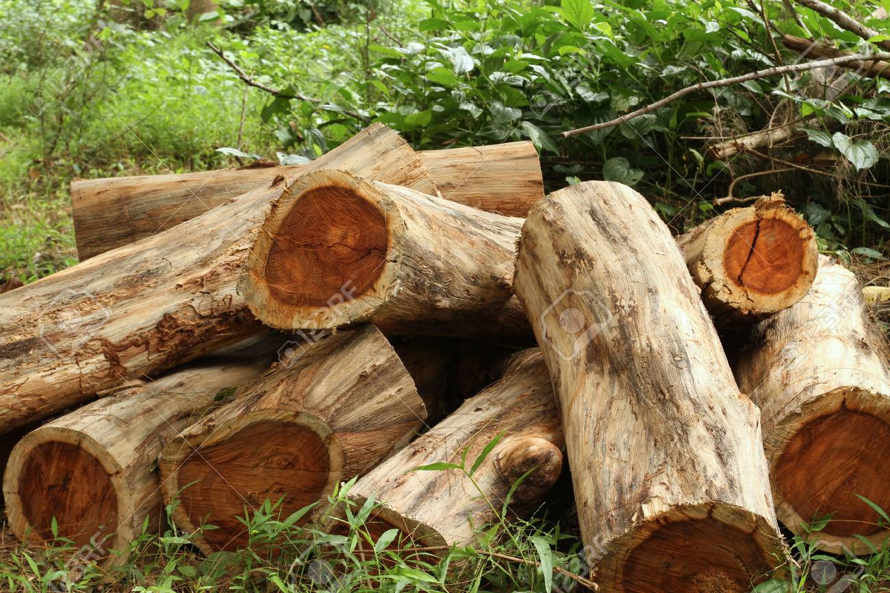 Illegal Rosewood Trade Ghana To Tighten Monitoring Measures Following 